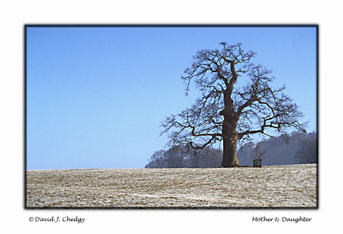 Lone Tree