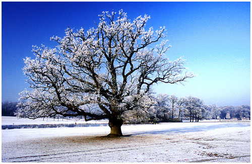 Longleat tree