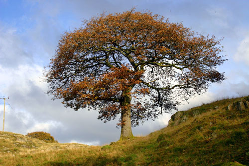 Oak Tree_8788