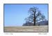 Lone Tree