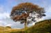 Oak Tree_8788